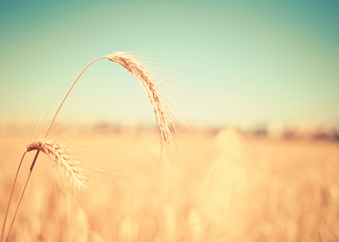 Wheat Fields